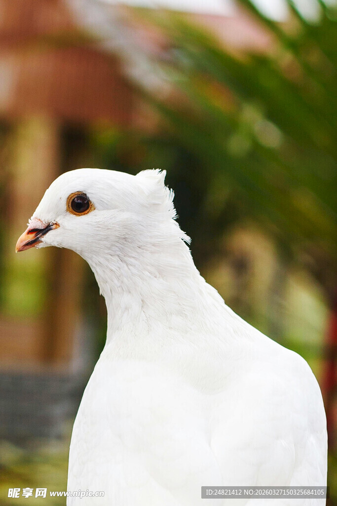 白鸽特写