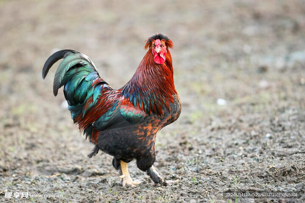 昂首挺胸的五彩大公鸡