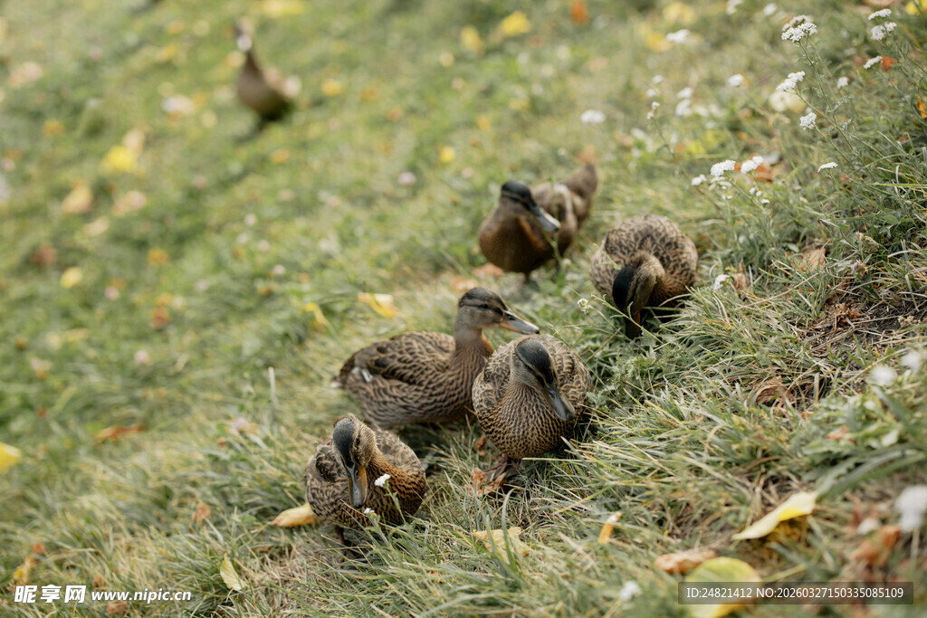 草地上的一群小鸟