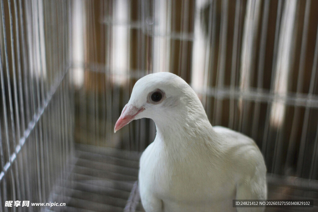 笼中白鸽