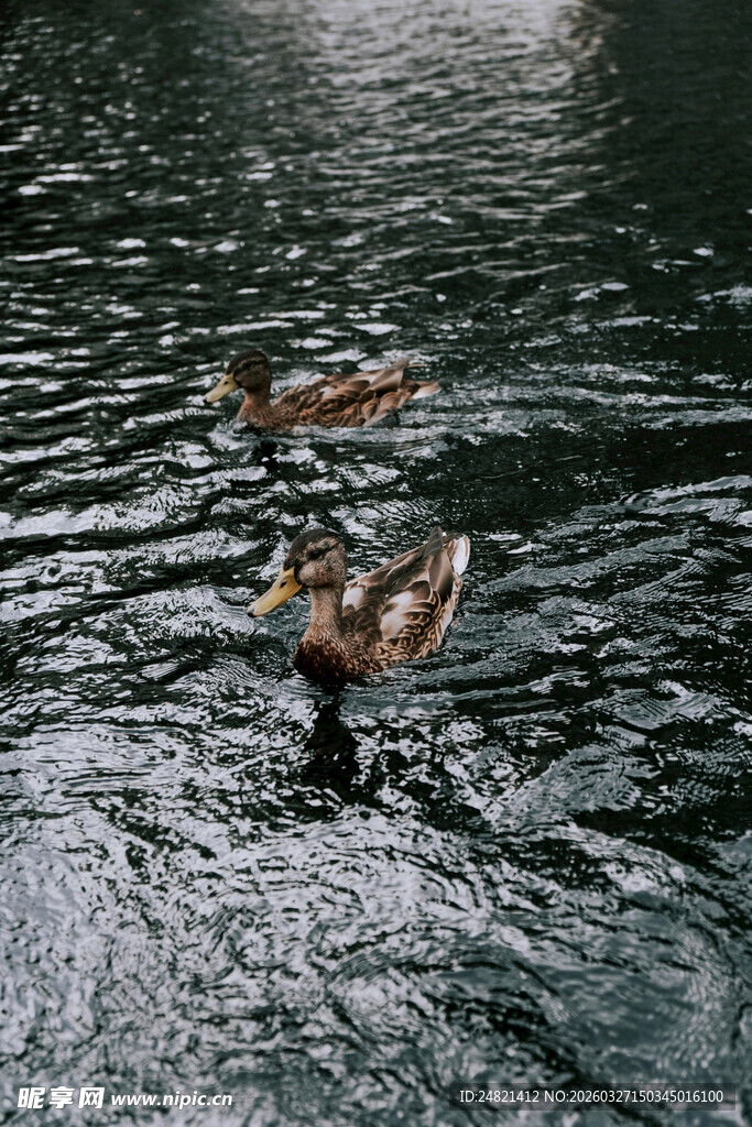 水中游弋的几只鸭子