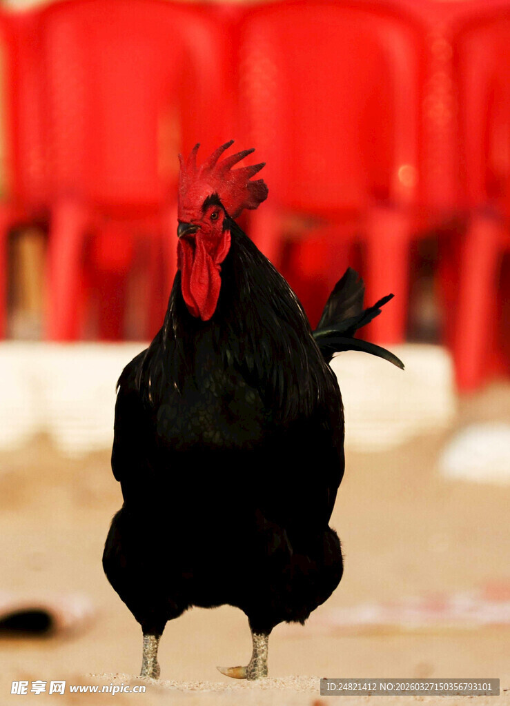 黑公鸡立于红椅前