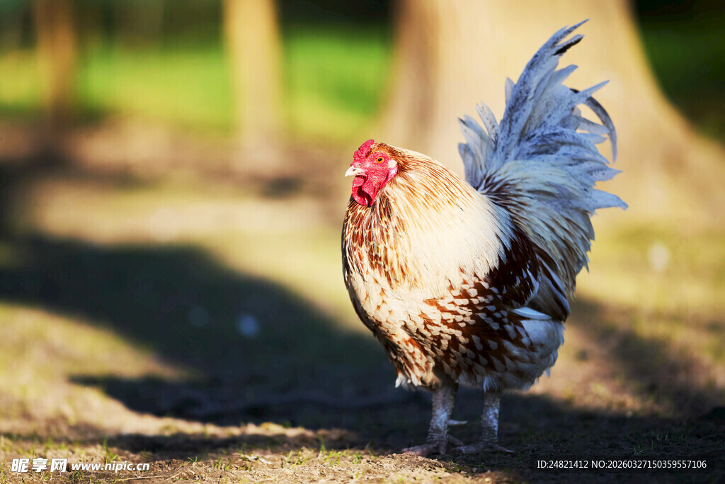 漫步的漂亮公鸡