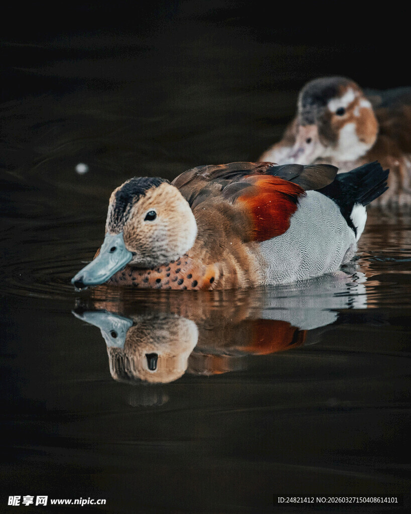 水面上的多彩鸳鸯