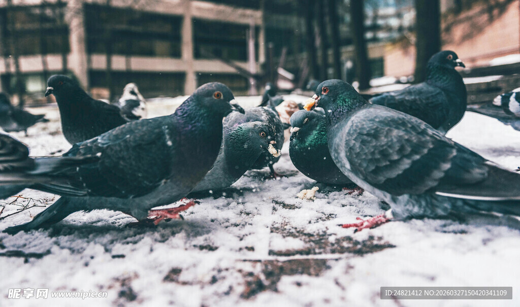 雪地上觅食的一群鸽子