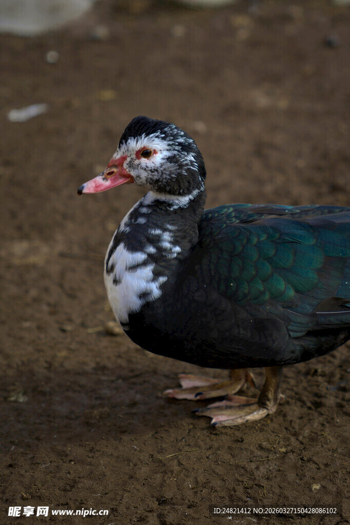 独特花纹的彩色鸭子