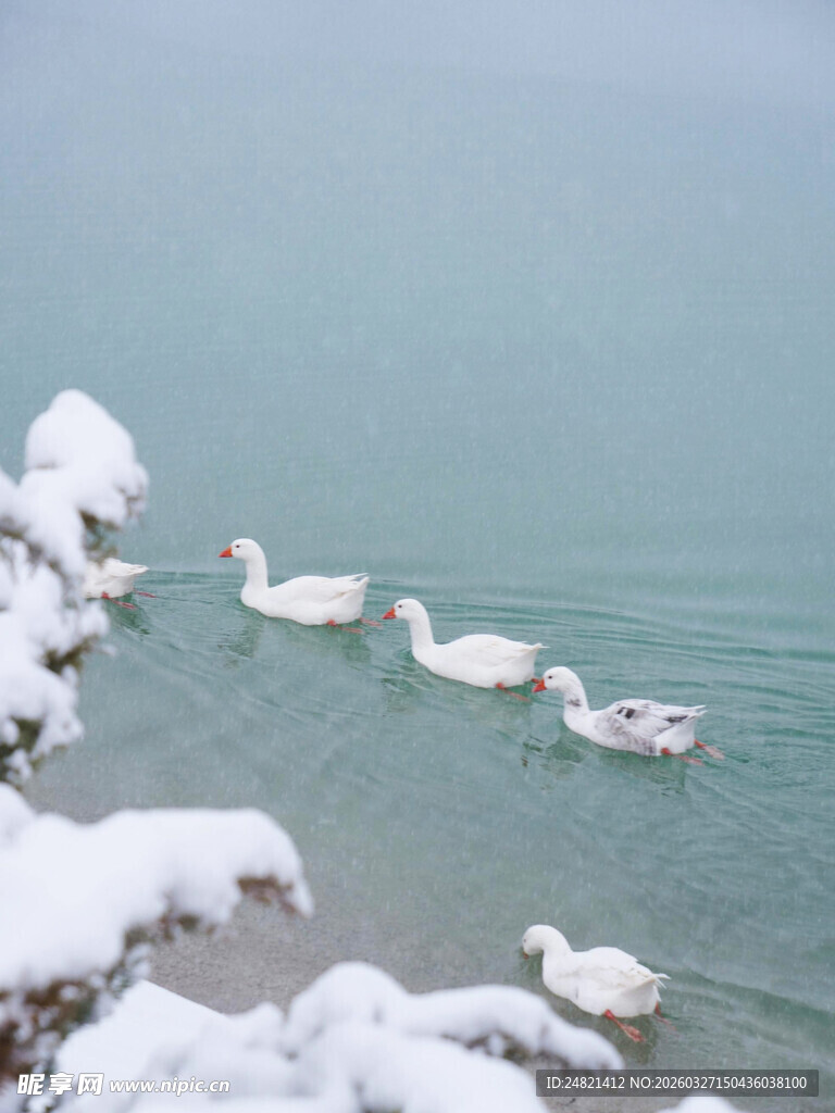 雪覆岸边游弋的白鹅