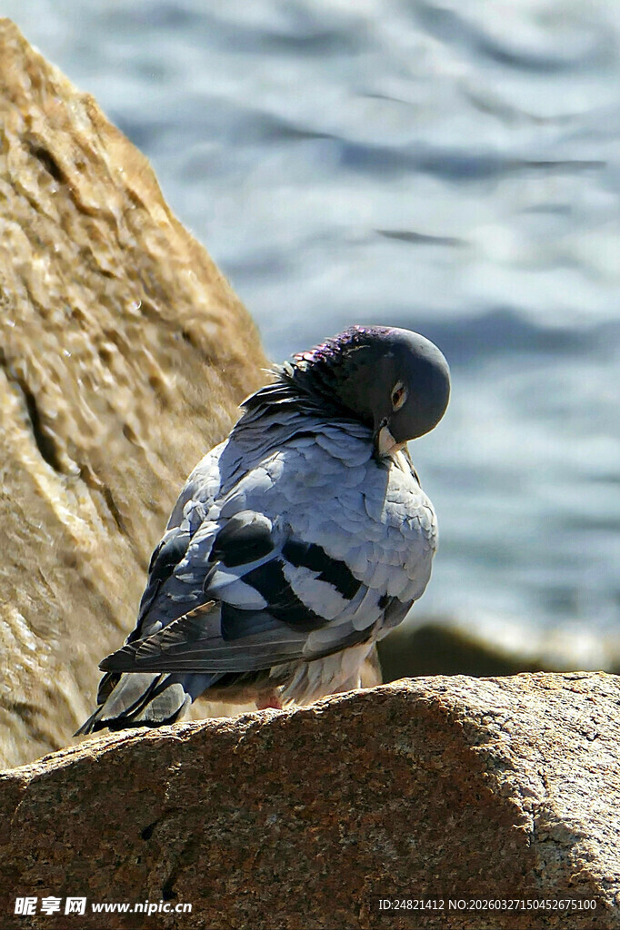 岩石上休憩的灰羽小鸟