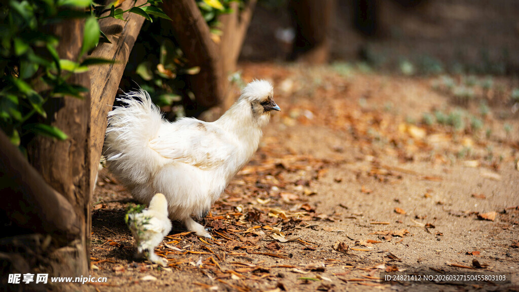 小路上行走的白色绒毛鸡