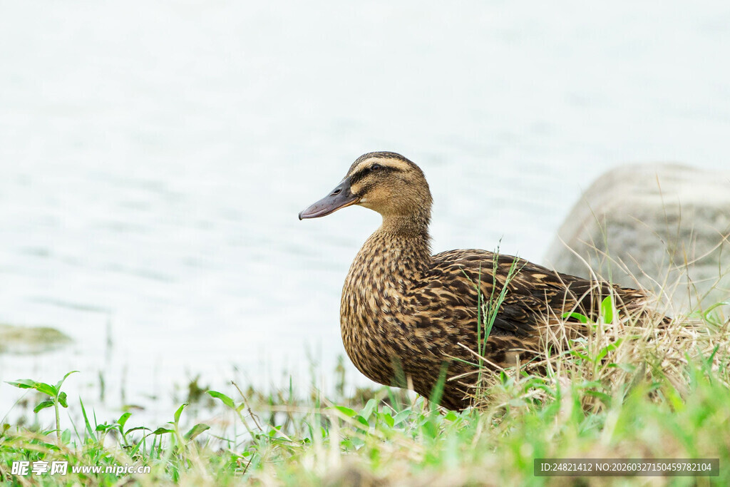 岸边草丛中的一只鸭子