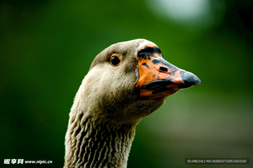 灰鹅头部特写