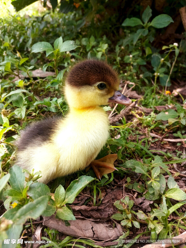 草地上的小黄鸭