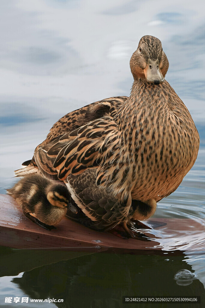 母鸭携小鸭休憩于水上