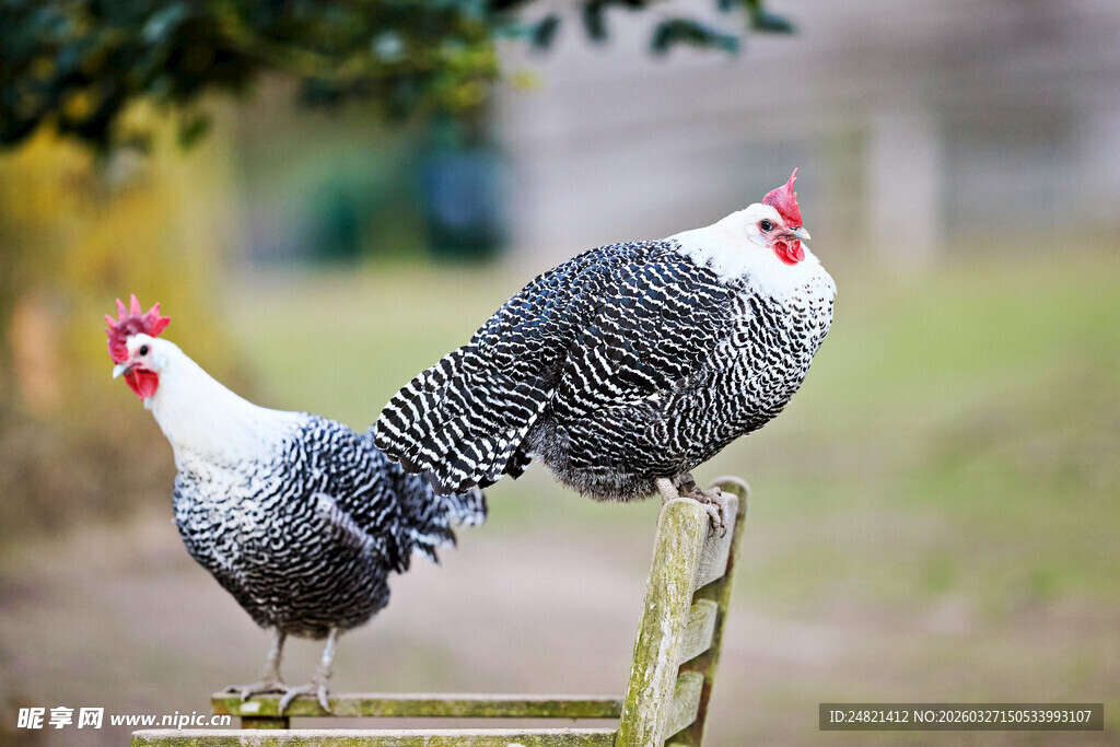 两只鸡立于木杆上