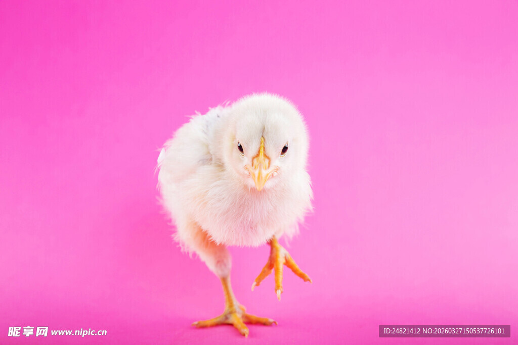 粉色背景下的可爱小雏鸡