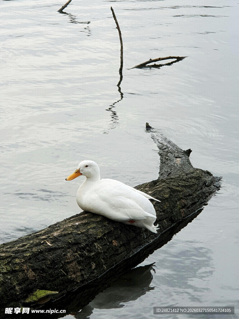 白鸟静栖于水中枯木