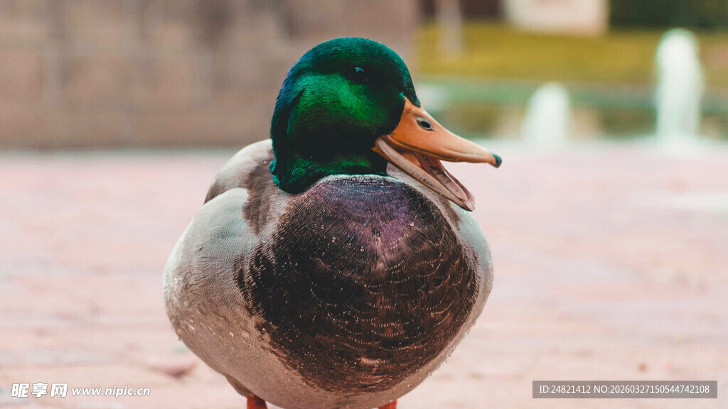 绿头鸭漫步于户外地面