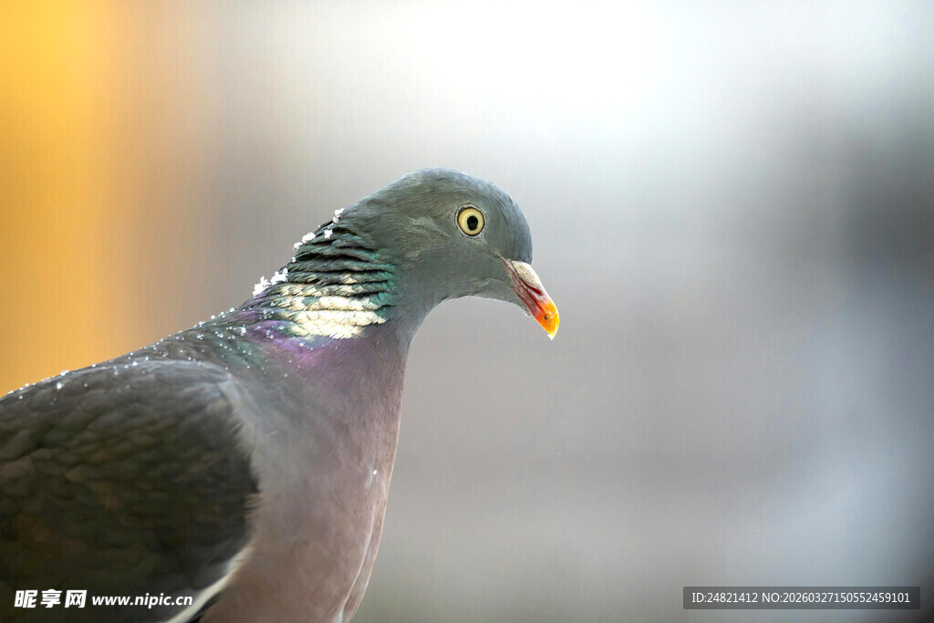灰鸽特写