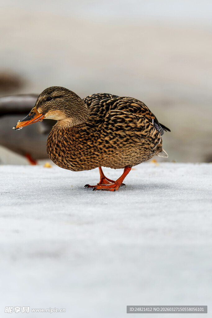 雪地上的单脚站立野鸭
