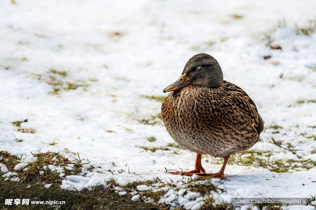 雪地中的单只野鸭
