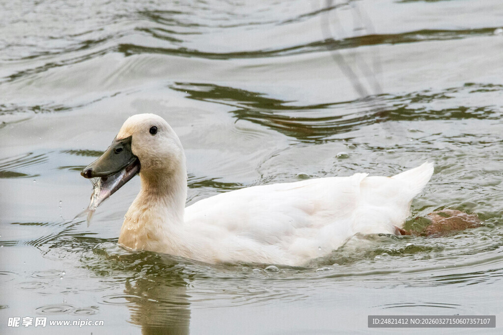 水中觅食的白琵鹭