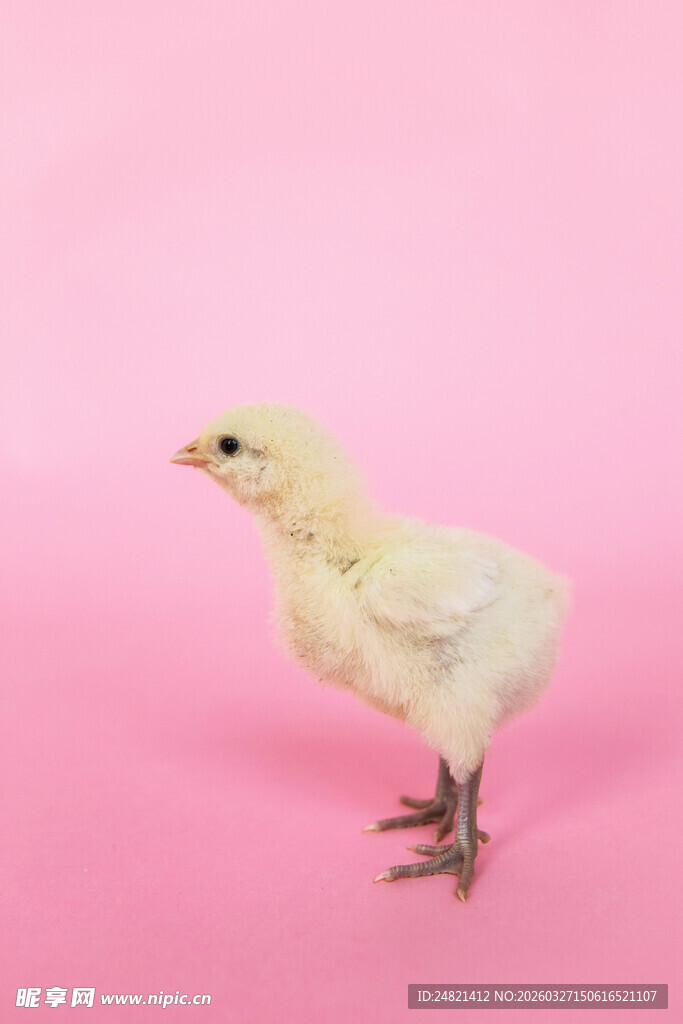 粉色背景上的小黄鸡