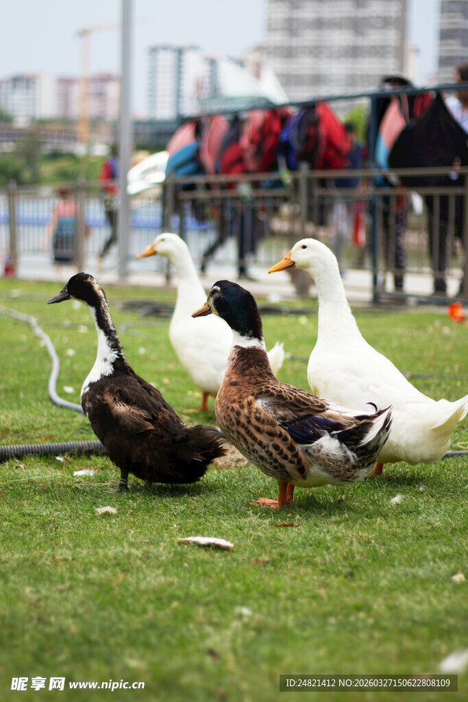 草地上的一群鸭子