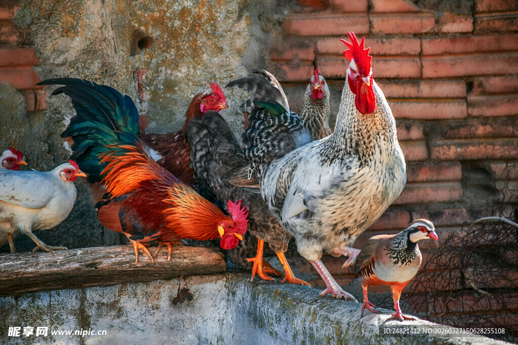 庭院中多彩的鸡群