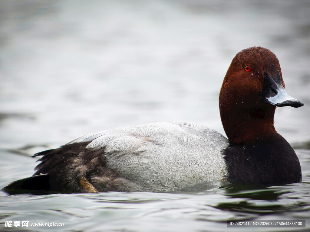 红颈潜鸭水中悠然游弋