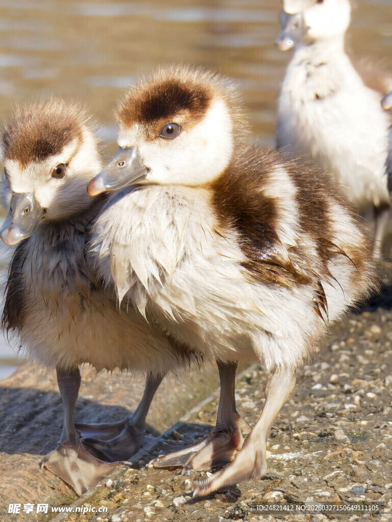 可爱雏鸟岸边站立