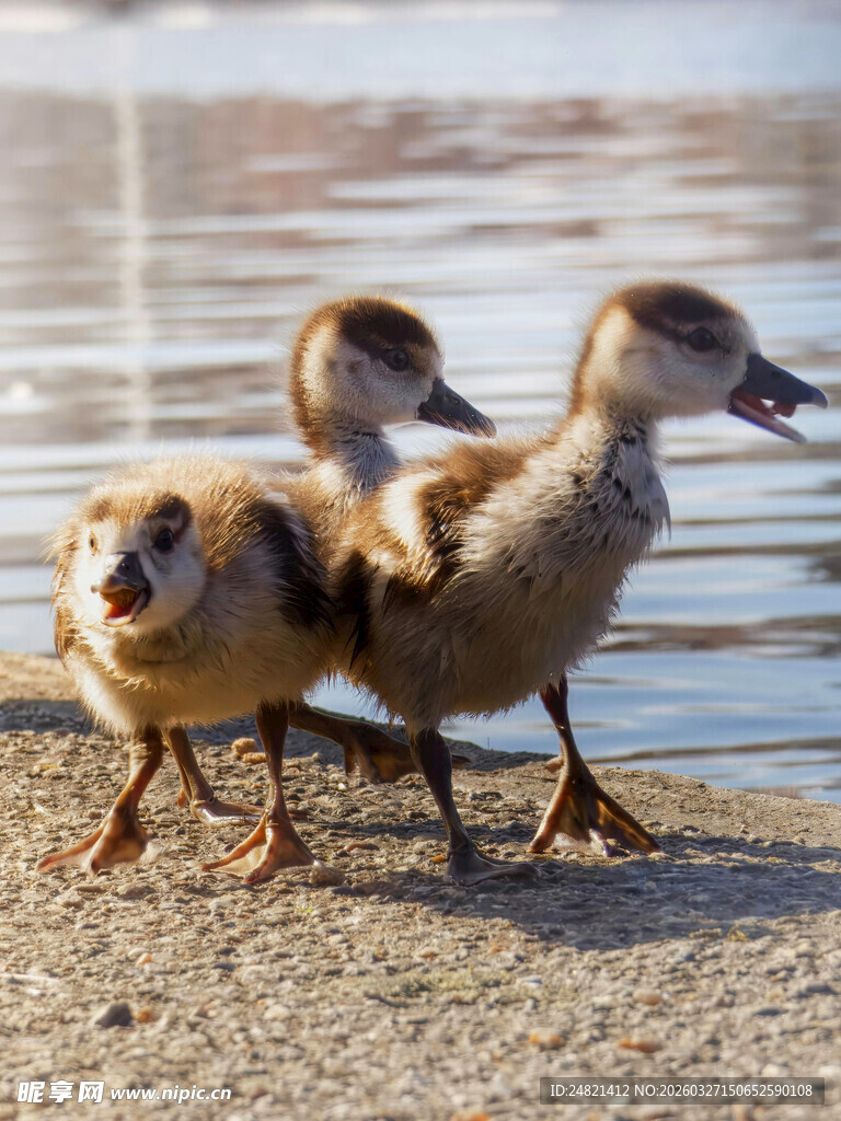 岸边行走的三只小鸭子