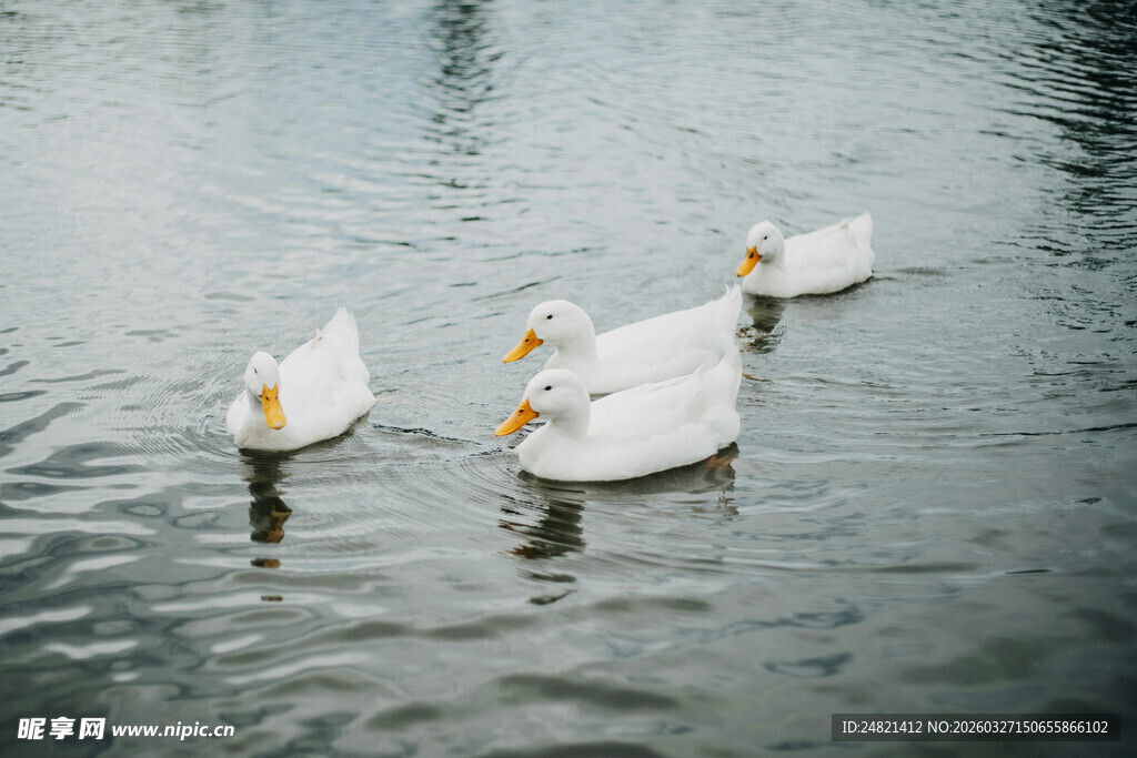 水面上悠游的几只白鸭