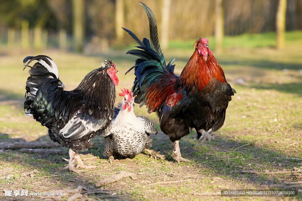 草地上的几只色彩斑斓公鸡