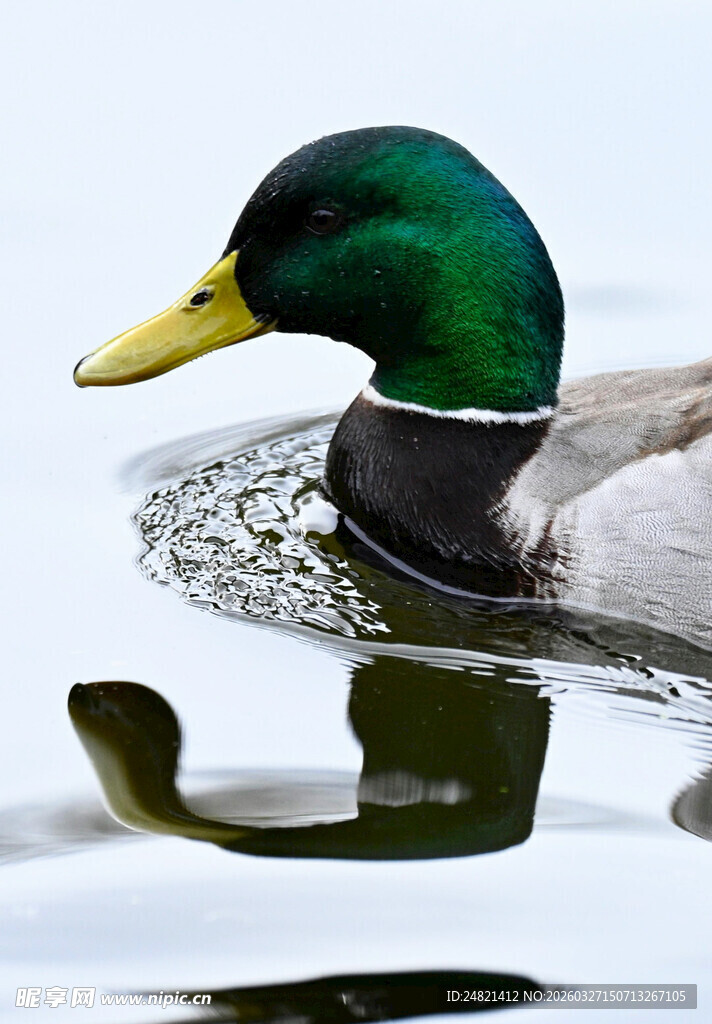 绿头鸭水中悠然自得