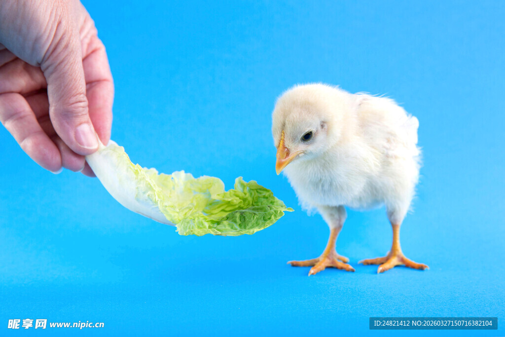 手喂小鸡吃菜叶