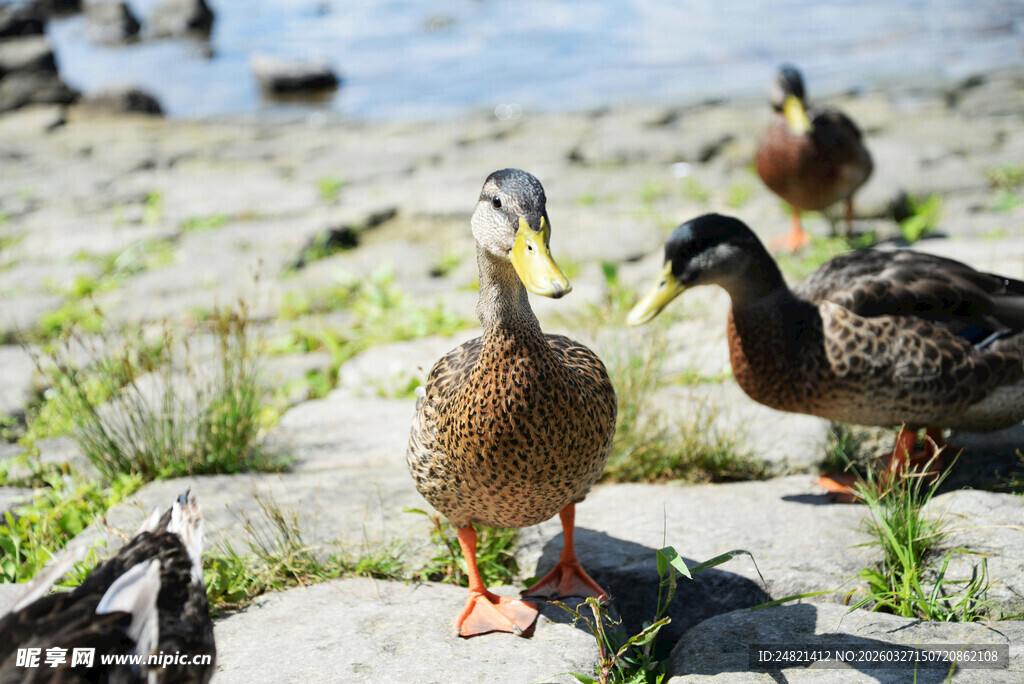 岸边漫步的几只鸭子