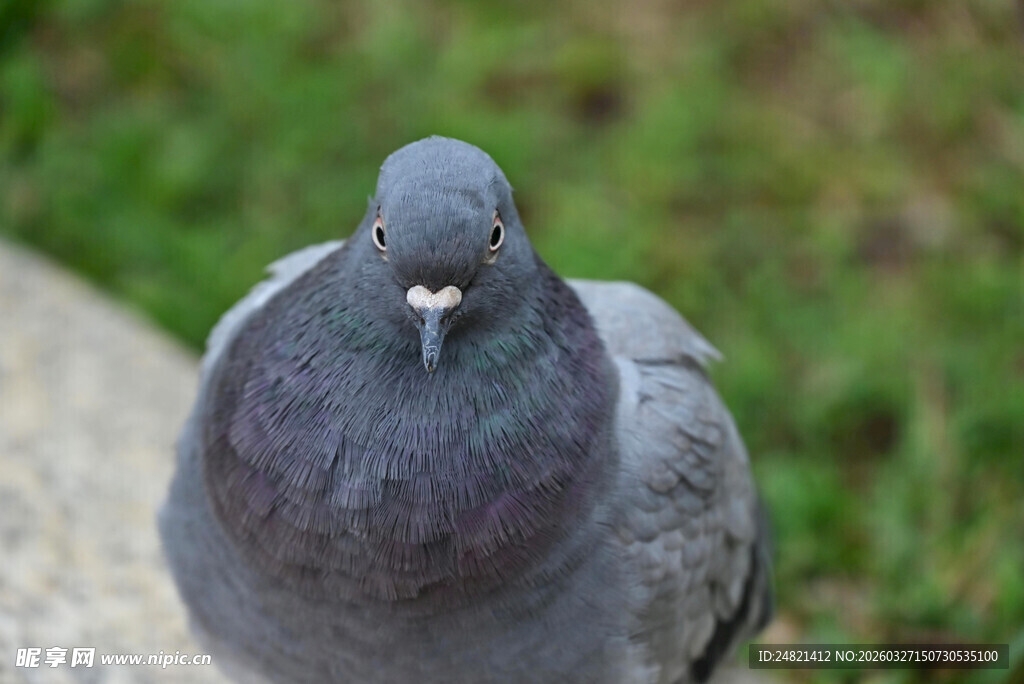 灰鸽特写