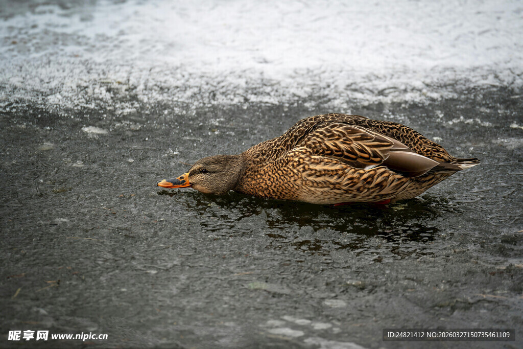 冰面上休憩的鸭子