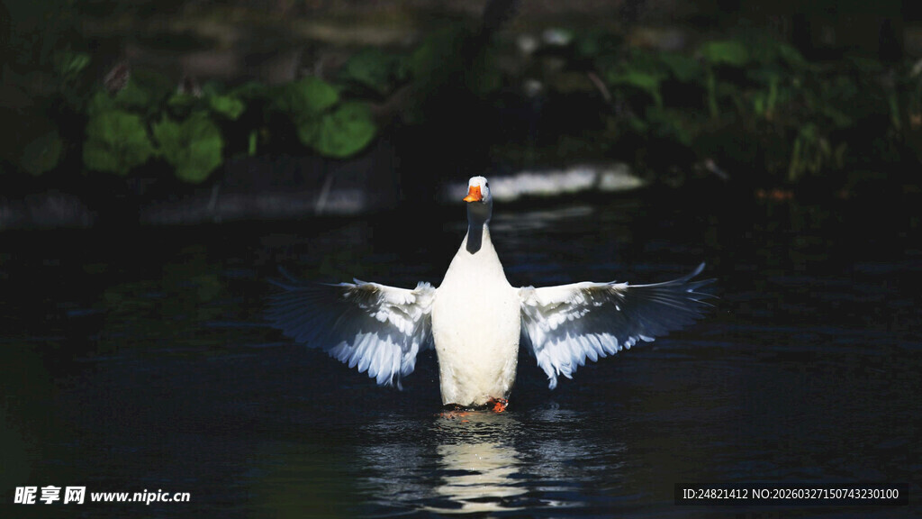 白鹅水中展翅