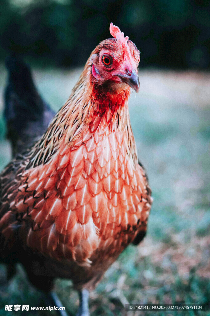 红羽母鸡特写