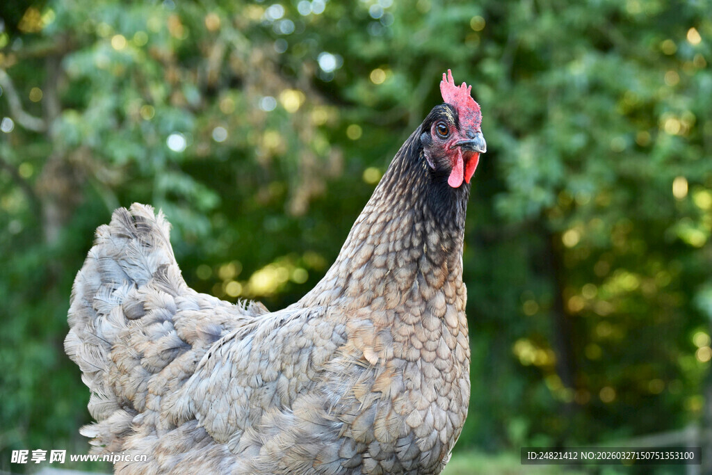 灰羽红冠鸡特写