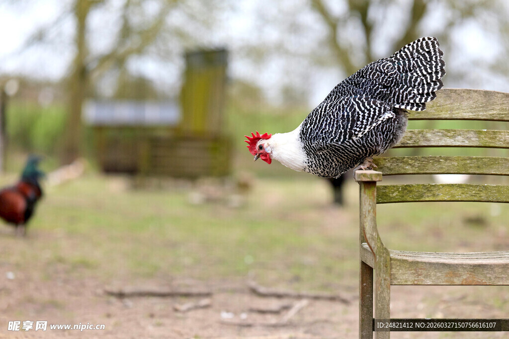 公鸡立于木栏上