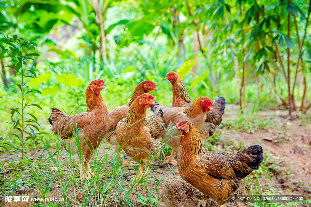 田园中漫步的一群土鸡