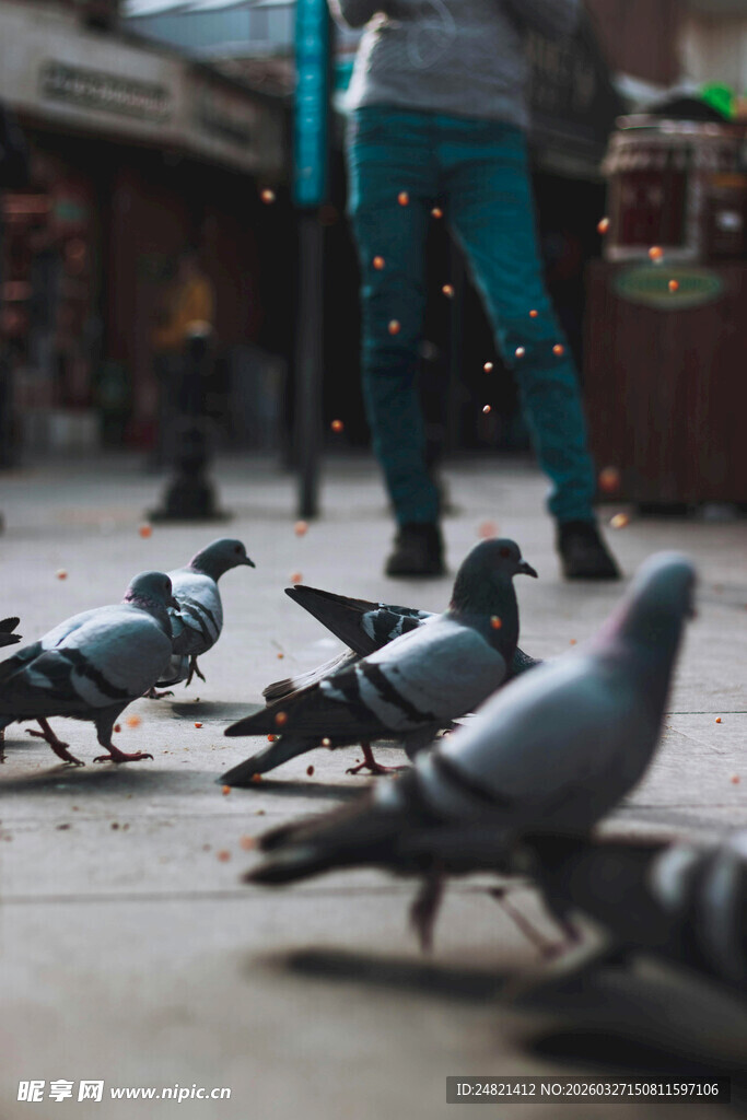 街头鸽群漫步