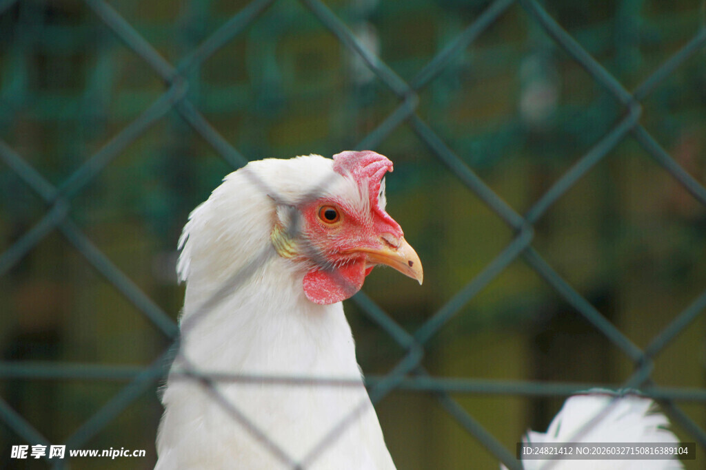围栏内的白鸡