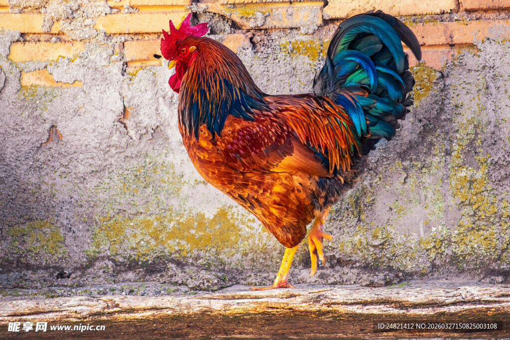 多彩公鸡立于斑驳墙前