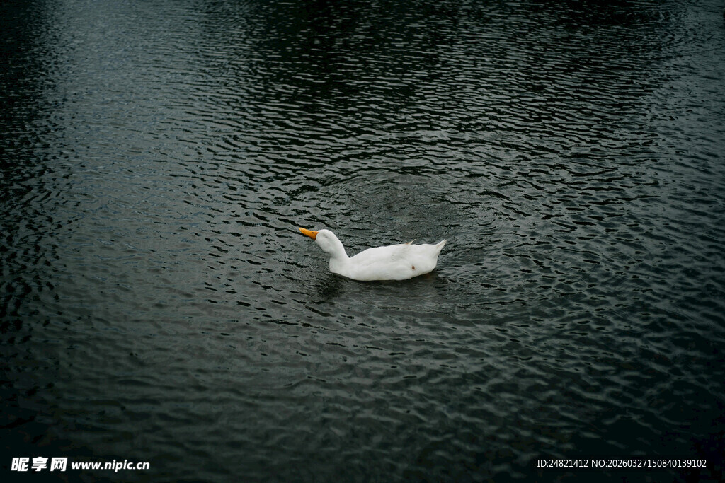 水中独游的白鹅