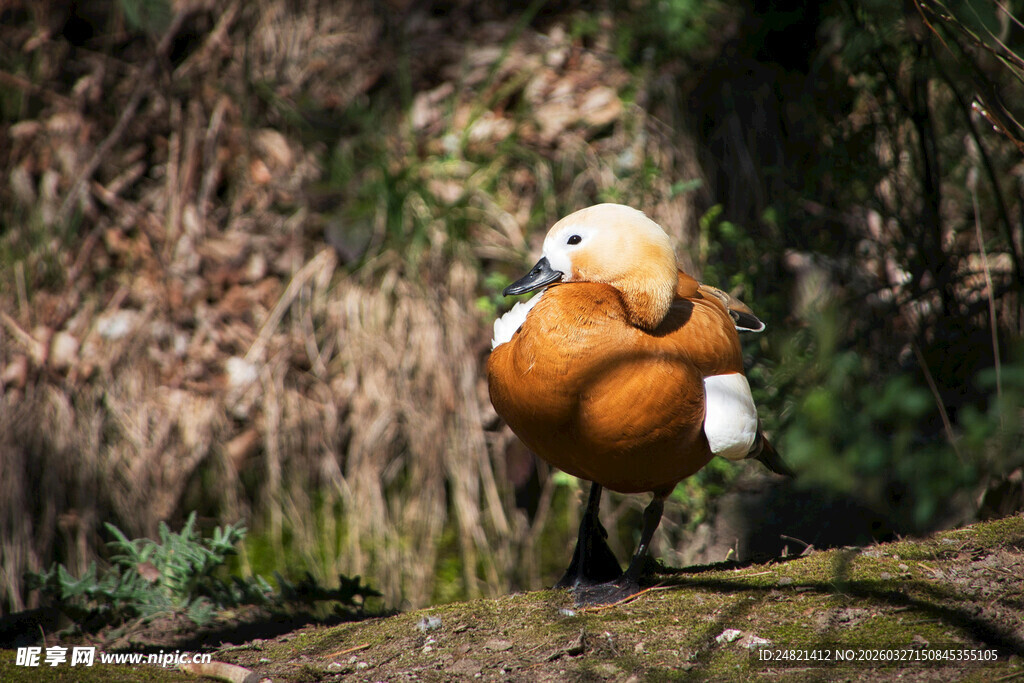 溪边可爱小鸭子