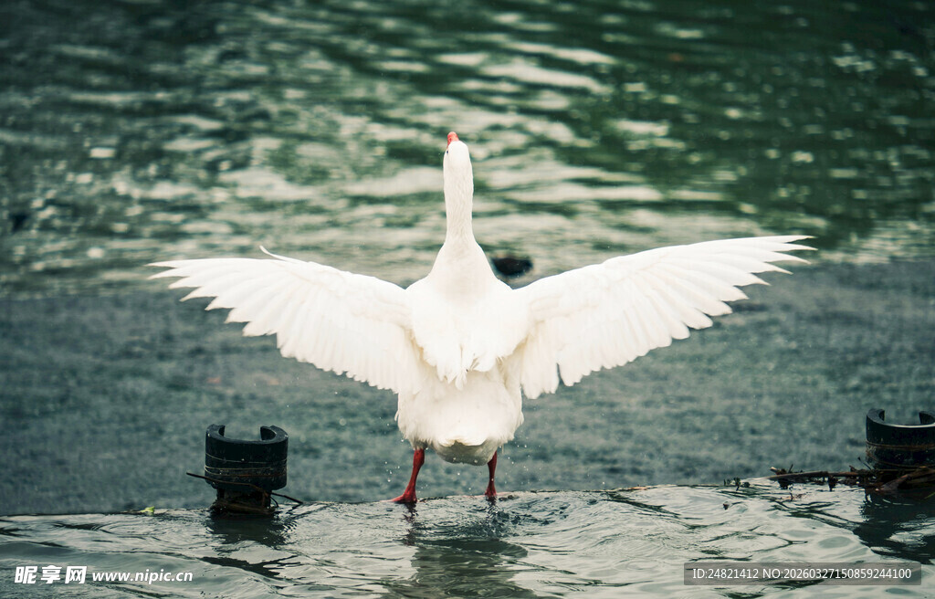 白鹅展翅于水边