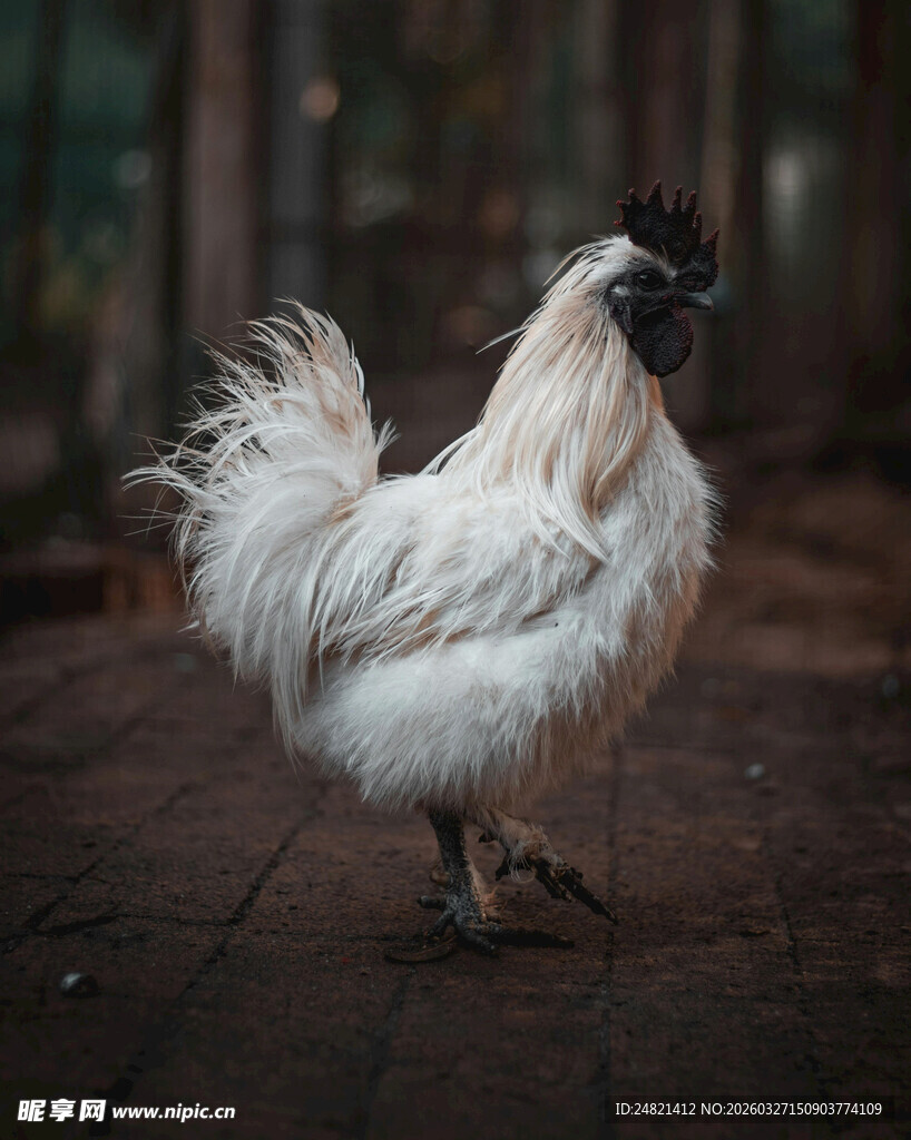 白公鸡于林间悠然站立